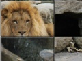 Gra African Lion Slider Puzzle