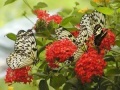 Gra Jigsaw: Butterfly Family 