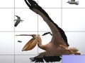 Gra Flying pelicans slide puzzle