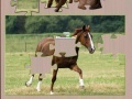 Gra Jigsaw Horse