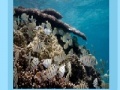 Gra Coral reef jigsaw