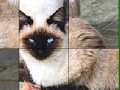 Gra Blue Eyed Cats Slide Puzzle