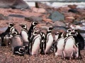 Gra Penguin Jigsaw