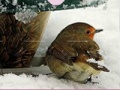 Gra Little Bird And Snow Puzzle 