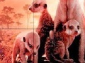 Gra Little shy meerkat family slide puzzle
