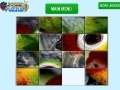 Gra Parrot Eye Slider