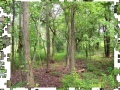 Gra Jigsaw: Woods