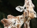 Gra Cute giraffes slide puzzle