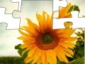 Gra Jigsaw: Sunflower 2