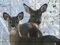 Gra Snow and deers slide puzzle