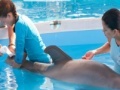 Gra Dolphin Tale. Hidden Numbers