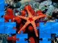 Gra Starfish