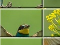 Gra Puzzle craze beautiful birds 