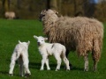Gra Jigsaw: Sheep And Lamb