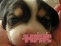 Gra Cute puzzle: Puppy
