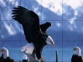 Gra Old eagles slide puzzle