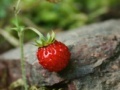Gra Strawberry puzzle 