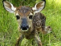 Gra Baby Fawn Jigsaw