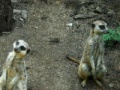 Gra Jigsaw: Two meerkats