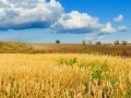 Gra Jigsaw: Golden Wheat Field