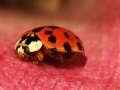 Gra Jigsaw: Pink Plant Ladybug