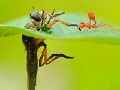 Gra Little ant and leaf slide puzzle