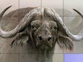 Gra Slide Puzzle: Buffalo 