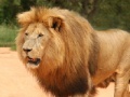 Gra Panthera Leo