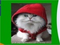 Gra Hooded cat slide puzzle