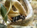 Gra Snakes Eating Jigsaw