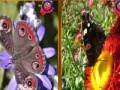 Gra Butterfly Similarities