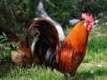 Gra Jigsaw: Rooster 