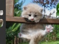 Gra Puzzle Kitten