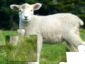 Gra Jigsaw: Lamb